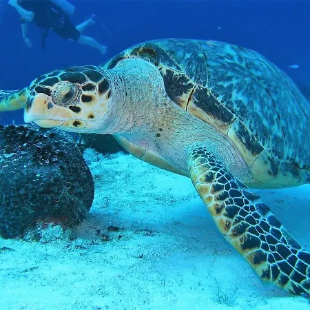 아파트 Relax Oasis Del Mar 푸에르토 데 산티아고